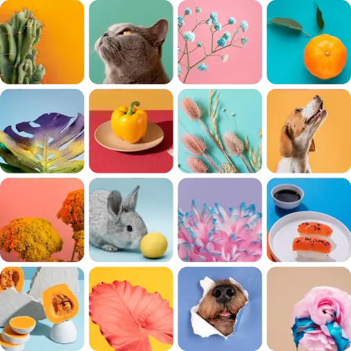 Layout Grid Instagram